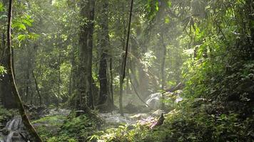 schöne Landschaft im aktuellen Wald mit Wasserfall umgeben von üppigen Grünpflanzen unter Sonnenlicht. video