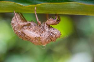 Cicada moult on tree photo