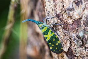 Lanternfly on tree photo