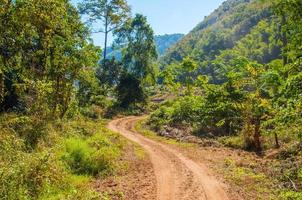 Road in forest. photo