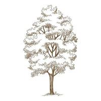 Forest oak tree icon, hand drawn and outline style vector