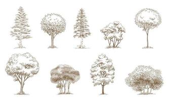 Pine trees Christmas trees realistic hand drawn vector set, isolated over white