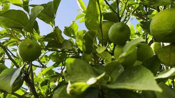 gesunde Bio-Zitrone am Baum video