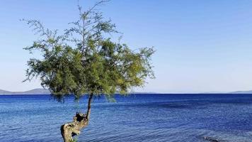 árbol solitario y el mar video