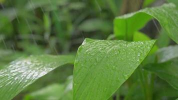 groene planten in de tuin thuis water geven. video