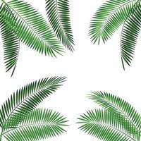 Palm Leaf Vector Illustration