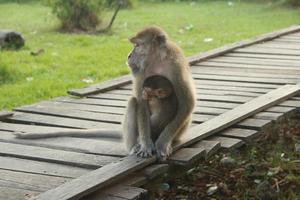 jungle monkeys while relaxing with their children in their arms photo