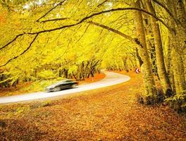 car in autumn forest drive photo