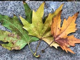 autumn leaf background photo