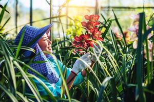 The young woman worker is taking care of the orchid flower in garden. Cymbidium orchid Red.