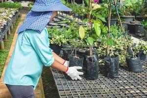 Greenhouse flower seedlings. The young woman's hand holding a flower tree plant in a pot on hand, agriculture gardening background.