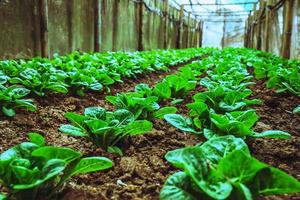 Organic vegetable salad baby green cos lettuce growing house. organic vegetable photo