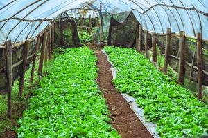 Ensalada de verduras orgánicas cabeza de mantequilla casa de cultivo. vegetales orgánicos foto