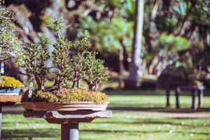 árbol bonsai del parque natural. en el parque