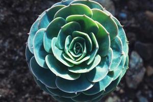 background nature. Natural background Cactus succulent plant photo