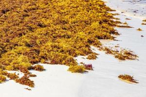 Very disgusting red seaweed sargazo beach Playa del Carmen Mexico. photo