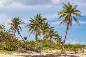 palmeras tropicales inclinadas cielo azul playa del carmen mexico.