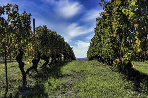 Landscapes of the Piedmontese Langhe with its vines in autumn, during the grape harvest photo