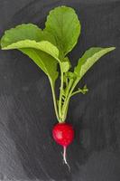 Fresh ecologically grown radish on black background photo
