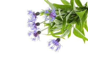 Bunch of garden cornflowers on white background. photo