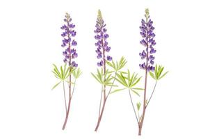 Purple lupine on white background isolated on white photo