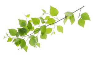 rama con hojas verdes de álamo joven sobre fondo blanco.