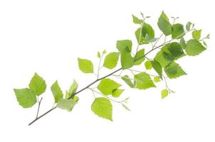 Branch with green leaves of young aspen tree on white background. photo