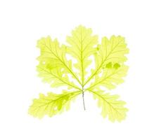 Light green leaves of Quercus tree isolated on white background. photo