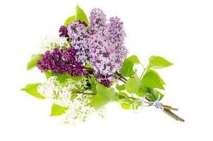Fragrant branches of lilac isolated on white background. photo