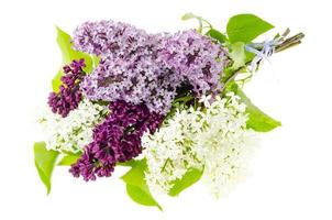 Fragrant branches of lilac isolated on white background. photo