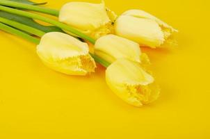 ramo de tulipanes amarillos con bordes de felpa. foto