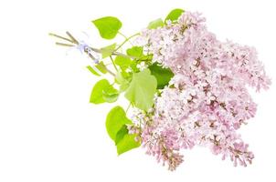 Fragrant branches of lilac isolated on white background. photo