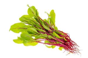 Young red beetroot sprouts isolated on white background photo