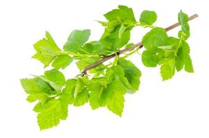 Branch of Physocarpus opulifolius with green leaves on white background. photo