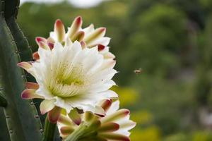 una abeja volando hacia una flor blanca de cactus con púas largas y afiladas.