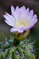 Close-up of a soft lilac flower blooming at the top of the cactus. photo