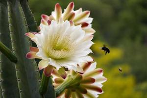 A bee and a bumblebee fly near some white flowers of a large cactus.