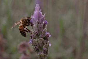 The bee pollinates the lavender flowers. photo