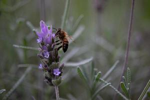 Pollination. Bumble bee in a lavender. photo