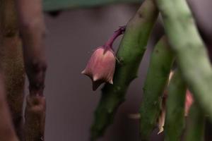 Planta con flores suculentas con flor en forma de campana foto