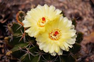 Two yellow flowers of a cactus together. photo