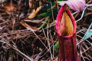 Natural background. Nepenthes plant on the grass in the forest. photo