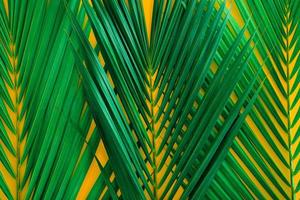 Green tropical palm leaves on bright yellow background. Creative nature layout made leaves. Concept art. Summer concept, tropical palm leaf background, space for text. photo