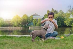 Super dad playing with funny puppy dog Amrican bully photo