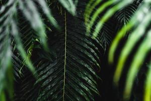 Close-Up Of  Dark green leaves photo