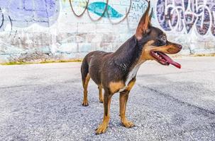 Mexican Chihuahua dog with graffiti wall Playa del Carmen Mexico.