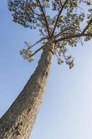 pino africano viejo grande. tallo de la copa de un árbol. pinos, abetos, árboles de hoja perenne.