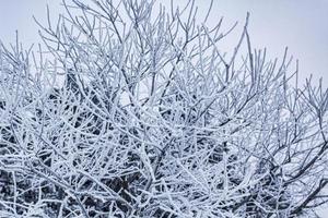nevado en plantas heladas árboles paisaje montaña brocken harz alemania foto