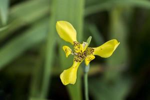 Beautiful yellow flower with green background, Malaysia. photo