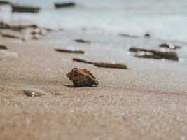 Concha de rapan y piedras de mar en la arena de la orilla del mar a contraluz. concepto de verano. fondo de pantalla. alta calidad foto